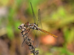 Roseate Skimmer - Orthemis ferruginea